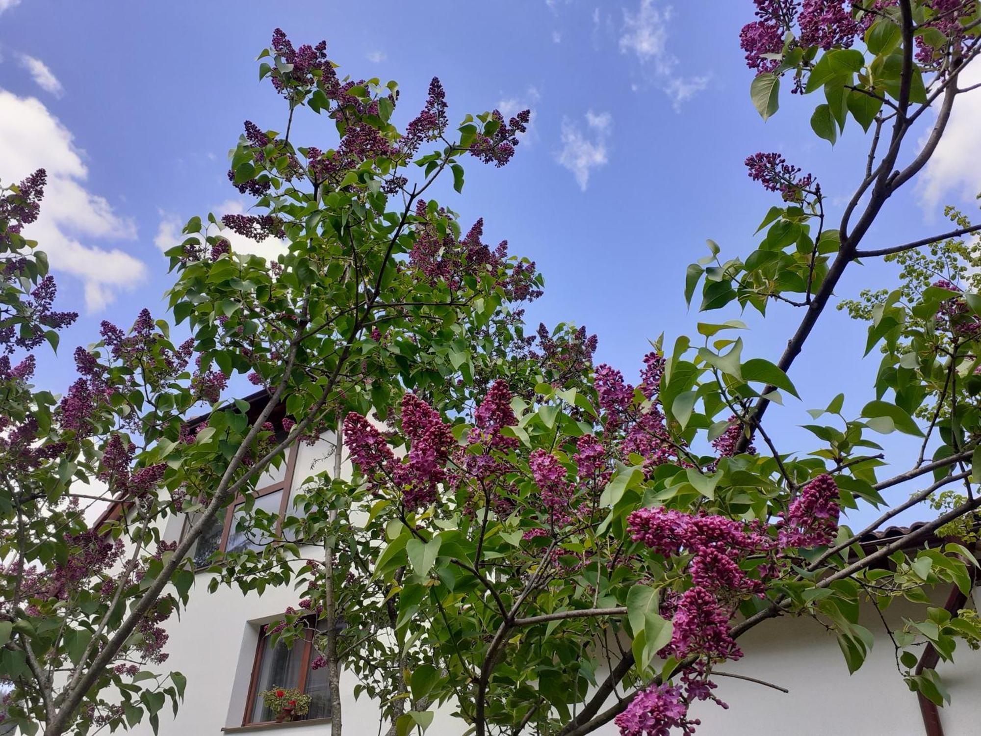 R-House Διαμέρισμα Μπρασόβ Δωμάτιο φωτογραφία